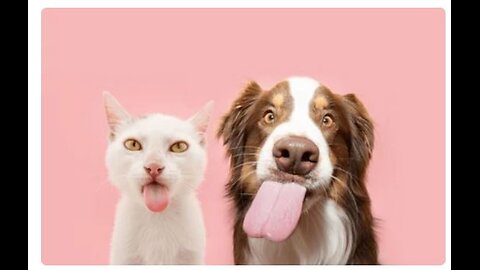 Funny Cats/Dogs