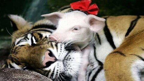 Funny farm animals