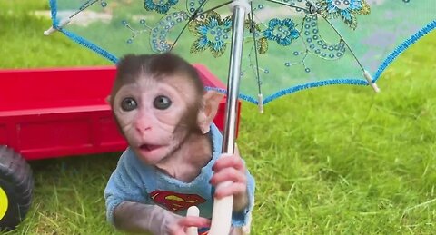 Monkey Baby Bon Bon oes to the toilet and plays with Ducklings in the swimming pool