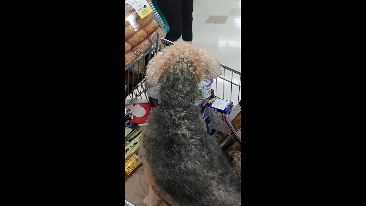 pupper