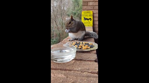 Squirrels like to eat unsalted nuts and sunflower seeds