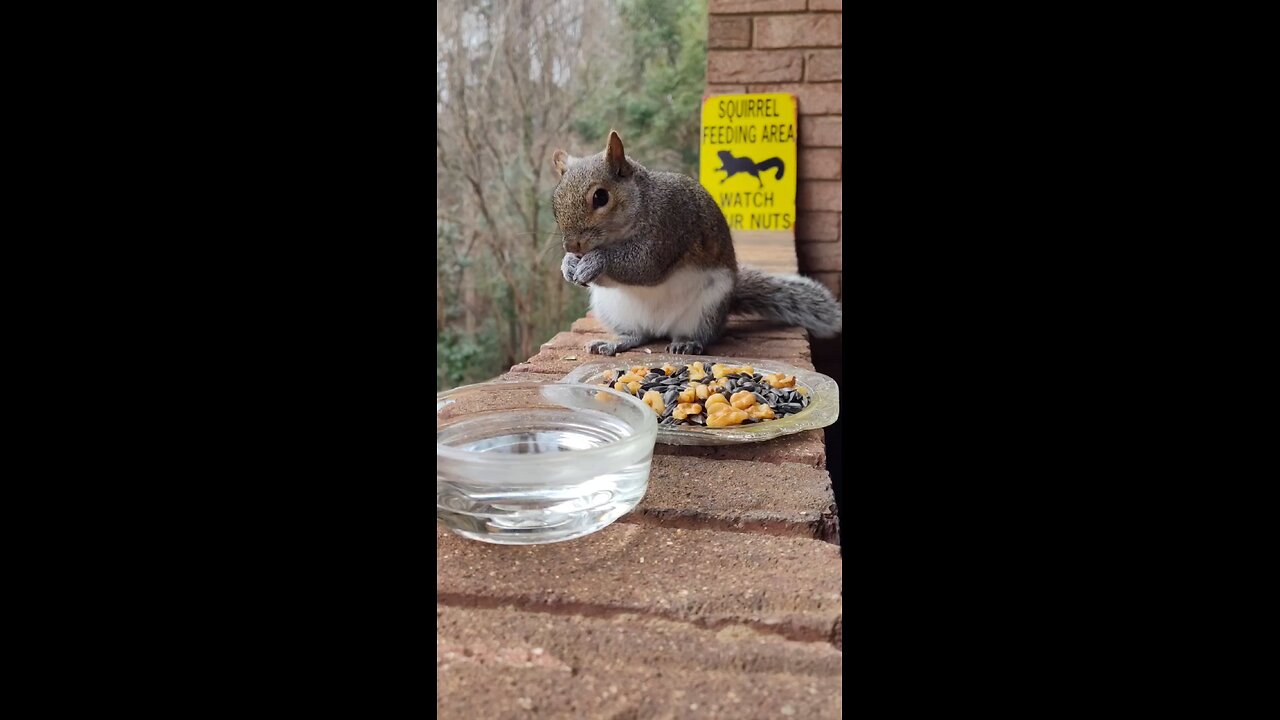 Squirrels like to eat unsalted nuts and sunflower seeds