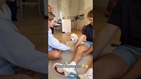 funny animals compilation #funnyanimals #animals #dog #shorts