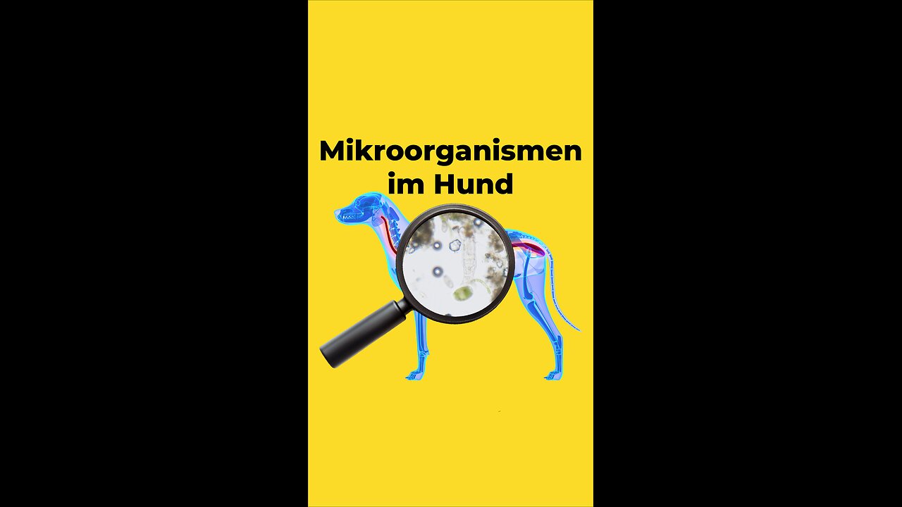 Mikroorganismen beim Hund 🔬🧫 🐶