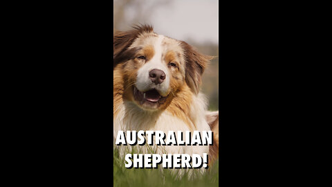 Der Australian Shepard - Hunderassen