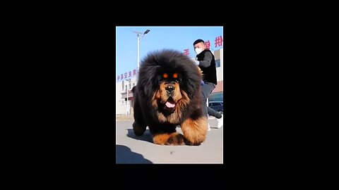 Mastiff