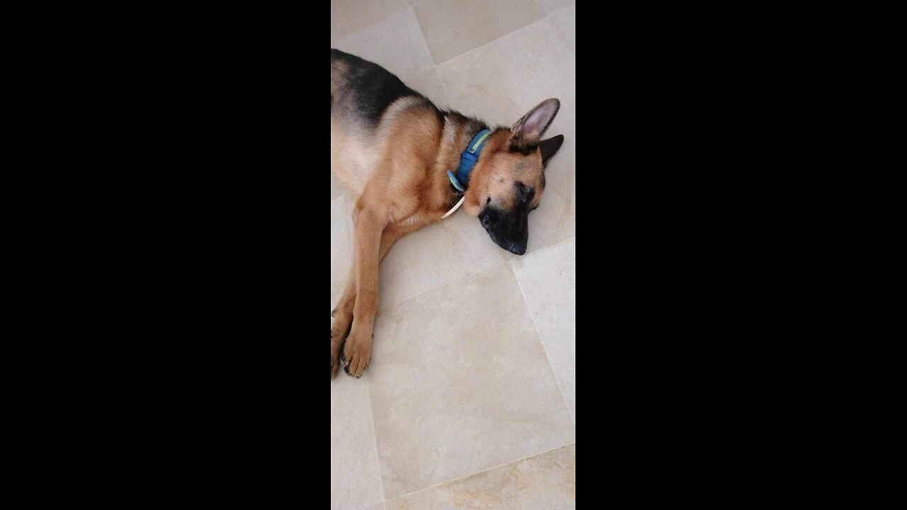 “Smart Dog Loves Bath Time – Watch What Happens When He Hears ‘Shower’!”