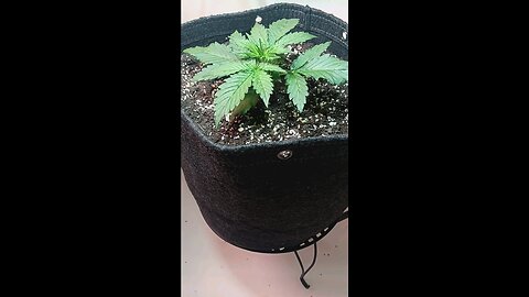 Gorilla Cookies week 11 day 4