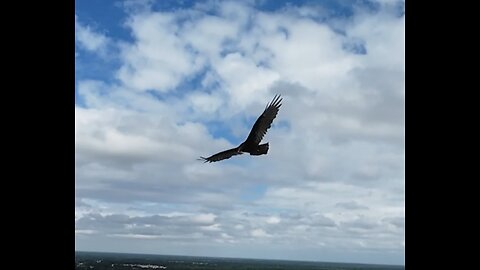 🦅 Always Look On The Bright Side Of Life - Monty Python 🦅