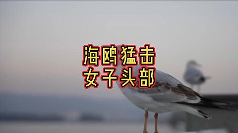 海鸥猛击女子头部，导致其头部受伤流血