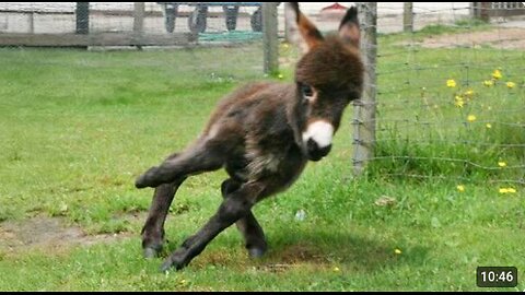Funny Donkey Moments You Never Expected! 🤣 Funniest Animal Videos 2025