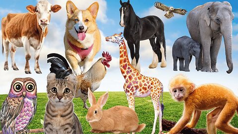 Cute Animal Sounds: Mama Cat & Kitten, Puppy, Squirrel, Dog, Rabbit, Chicken, Duck– Fun Animal Video