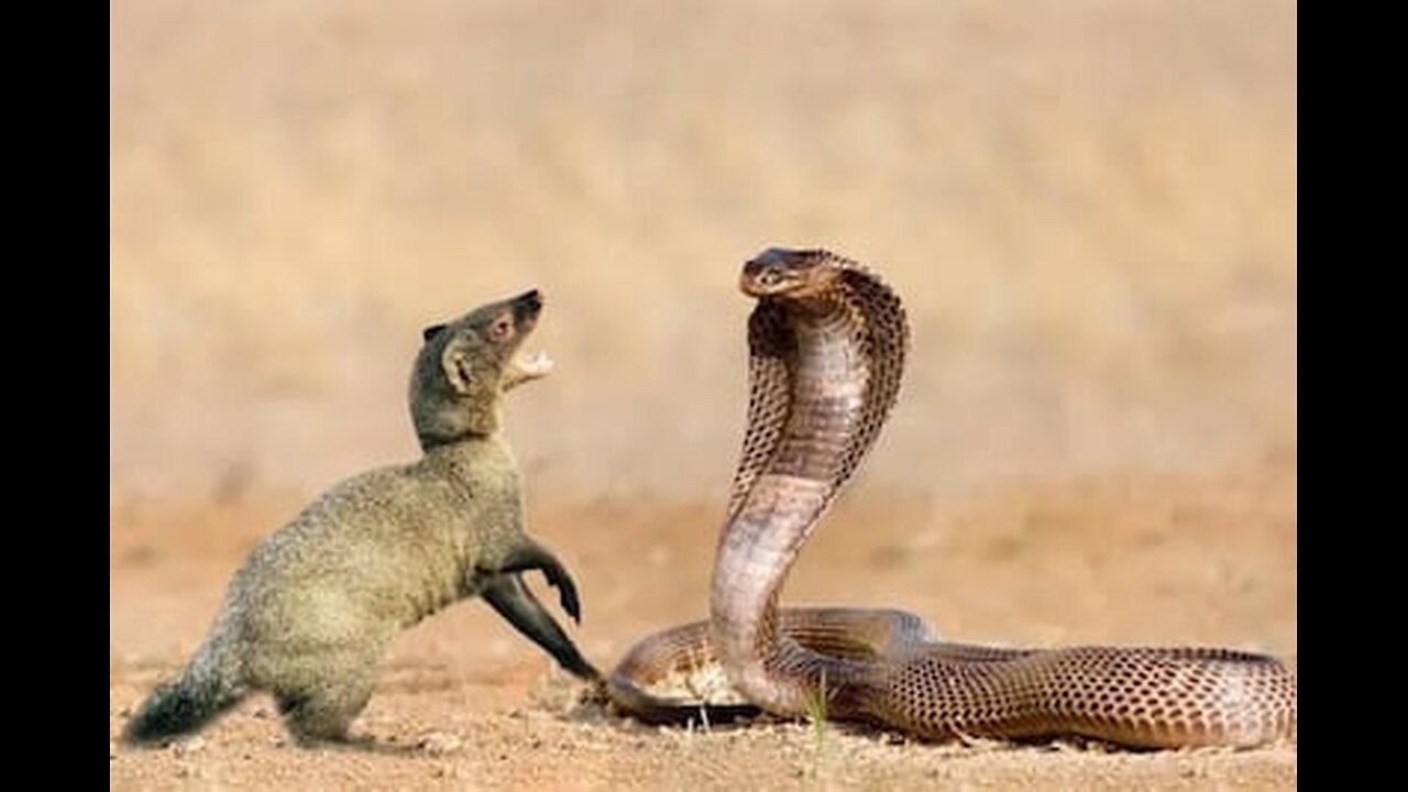 Ular VS Tupai