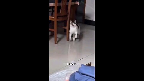 This Cat so funny