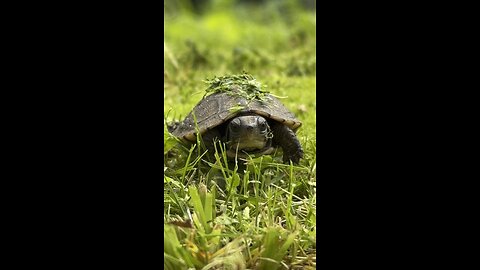 Saved this tiny baby turtle from the lawnmower