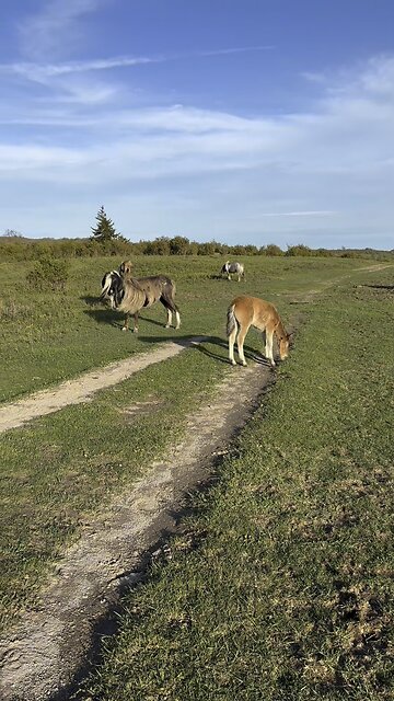 Grayson Highlands Life! #yeshua #jesus #trail #hiking #nature #horse #hiking-trail #naturetrail
