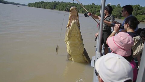 Jumping Saltwater Crocodiles of Adelaide River Northern Territory