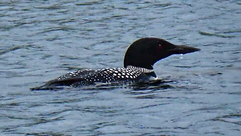 Loon