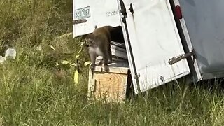 LAB MONKEYS BREAK FREE IN MISSISSIPPI. COVID AGAIN???