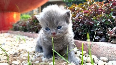 Helpless Kitten Trapped at Construction Site 😢 | Heartbreaking Rescue of Abandoned Baby Cat