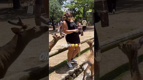 The animals compilation #funnyanimals #animals #pets #shorts