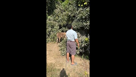 Funny arab video