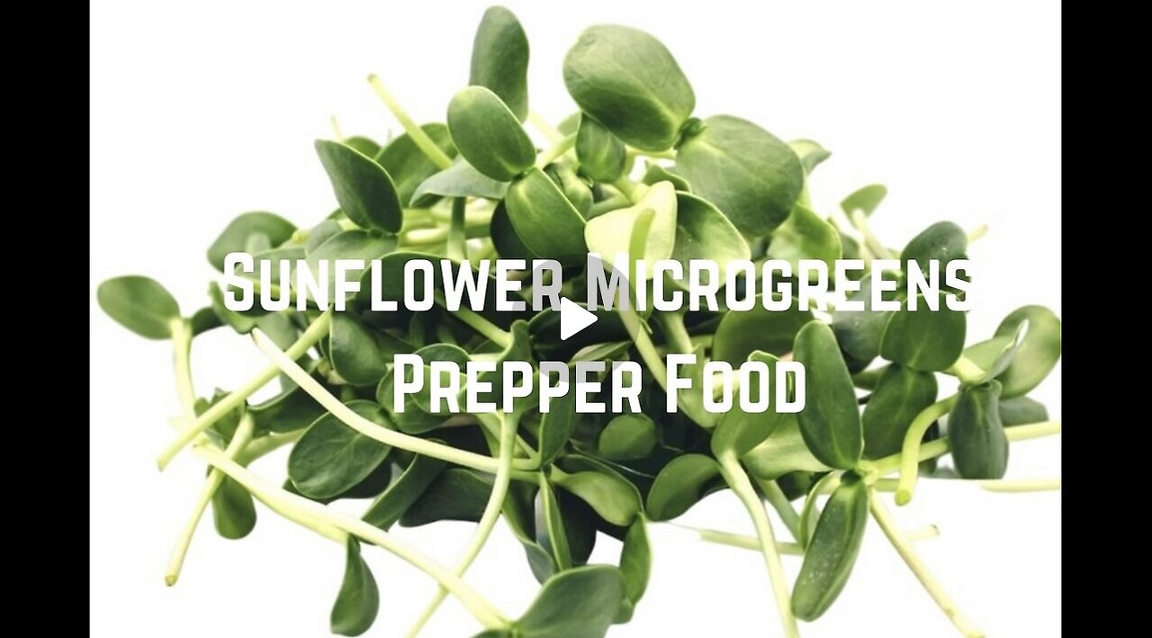 Prepper Food: Grow Sunflower Microgreens