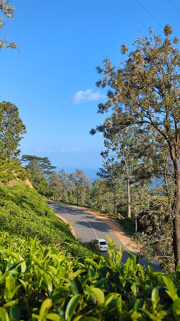 Tea garden car video