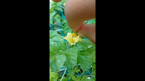 watermelon 🍉 hand pollination