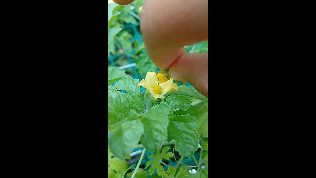 watermelon 🍉 hand pollination