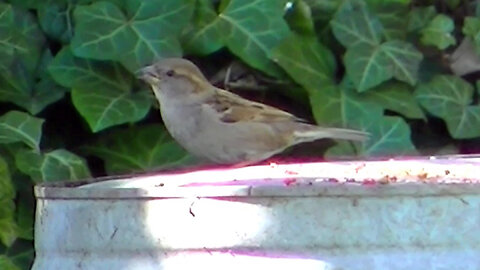 IECV NV #801 - House Sparrows At The Feeder 4-4-2019