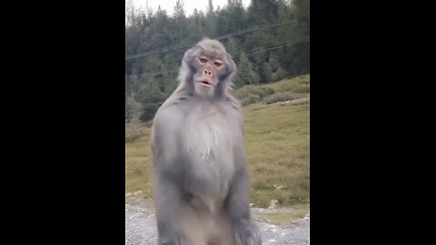 funny video