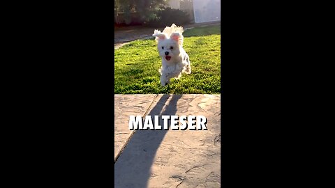 🐶❄️ Der Malteser – ein kleiner Traum in Weiß!