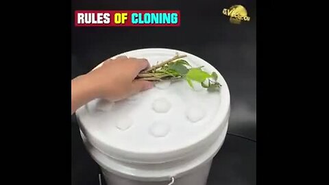 "Discover the Quickest Method for Rooting Plant Cuttings"