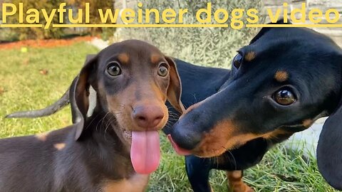 Playful weiner dogs Enjoying with family funny videos instagram compilation