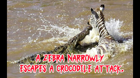 Zebra narrowly escapes from a crocodile