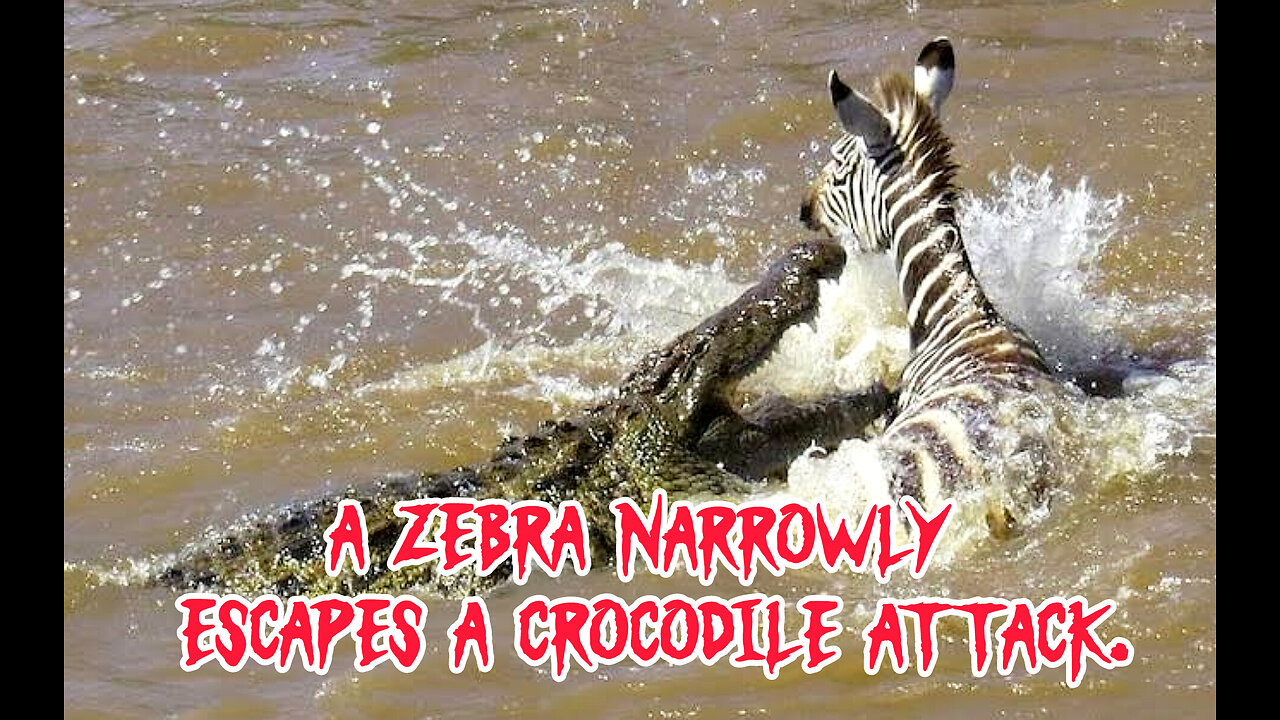 Zebra narrowly escapes from a crocodile