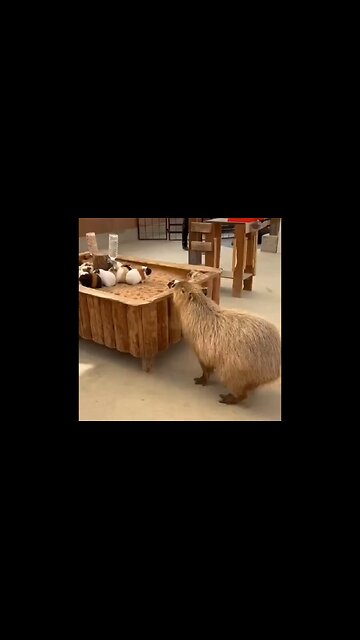 Capybro Thinks He's One Of Them…