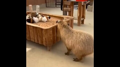 Capybro Thinks He's One Of Them…
