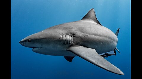 Bull Sharks in Mississippi River? You Won't Believe This!
