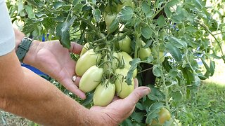 Tomatoes From seed to harvest