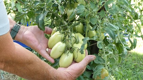 Tomatoes From seed to harvest