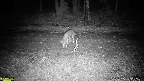 Coyote trapping. Live catch