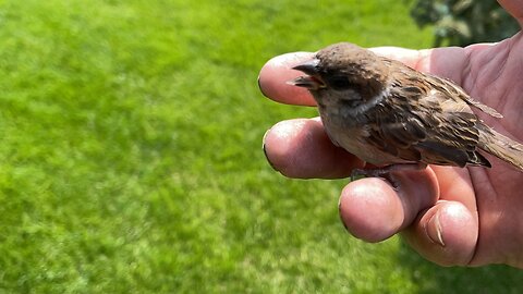 Sparrow