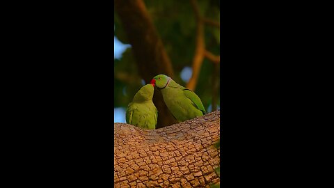 Perot/sweet/love/cute/couple