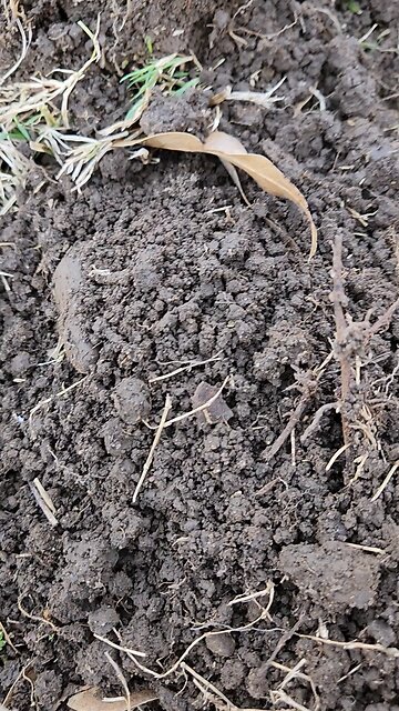 1904 worlds Fair spoon