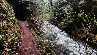 TRAILHEAD TO SHORELINE Hiking Salmon River Trail! | 4K | Salmon-Huckleberry Wilderness | Mount Hood