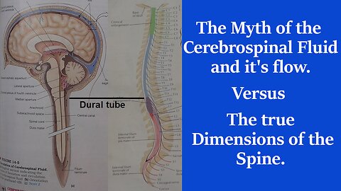 The Theory Of The Cerebrospinal Fluid Is A Myth & If It Were True You Would Die Instantly