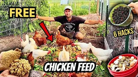 How to feed chicken for free 6 proven ways to cut cost