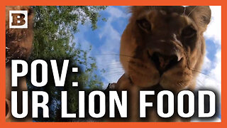 POV: You're Being Eaten by a Lion